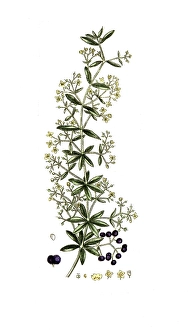 Rubia tinctorum, dyer's madder