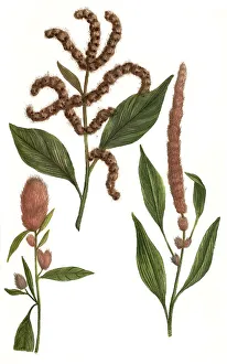 Rubrum, purpureus, amaranth (Amaranthus) flore saturate rubro