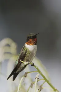 Ruby-throated Hummingbird (Archilochus colubris)