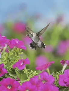 Ruby-throated Hummingbird (Archilochus colubris)