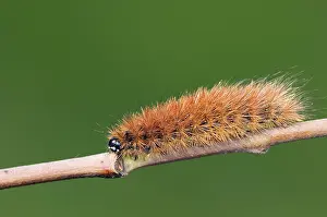 Ruby Tiger (Phragmatobia fuliginosa) Moth
