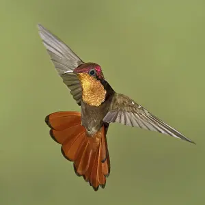 Ruby-topaz Hummingbird (Chrysolampis mosquitus)