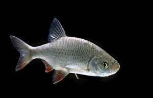 Rudd (Scardinius erythrophthalmus)