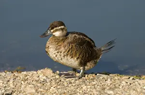Ruddy duck (Oxyura jamaicensis)