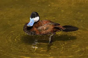 The ruddy duck (Oxyura jamaicensis) is a duck from North America