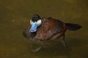 The ruddy duck (Oxyura jamaicensis) is a duck from North America