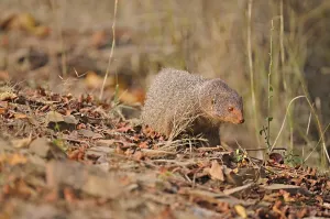 Ruddy mongoose or Black-tailed mongoose (Herpestes smithii) in Ranthambore National Park