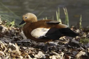 Ruddy shelduck