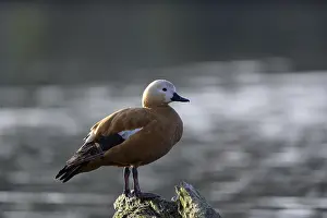 Ruddy shelduck (Tadorna ferruginea)