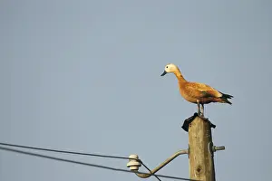 Ruddy shelduck (Tadorna ferruginea) female animal resting on a power pole