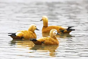 Ruddy shelduck (Tardora ferruginea) Germany