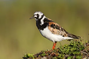 Ruddy Turnstone (Arenaria interpres)