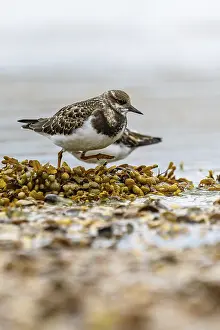 Ruddy Turnstone, Arenaria interpres