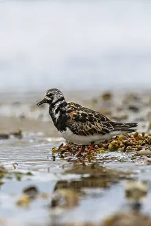 Ruddy Turnstone, Arenaria interpres