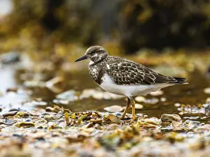 Ruddy Turnstone, Arenaria interpres