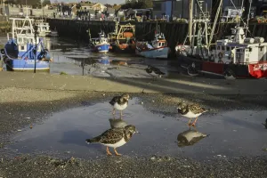Ruddy Turnstone (Arenaria interpres) adults
