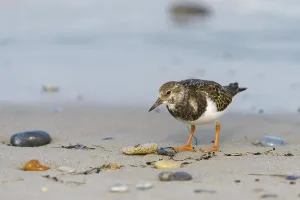 Ruddy Turnstone (Arenaria interpres) on the beach