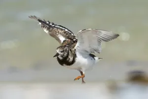 Ruddy turnstone (Arenaria interpres) with extended wings