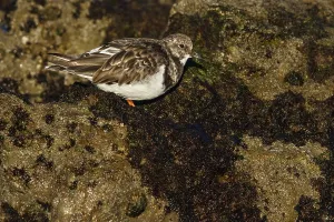 Ruddy Turnstone (Arenaria interpres) feeding amongst the rocks