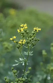 Rue (Ruta graveolens)