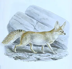Rueppells fox (Vulpes) or sand fox