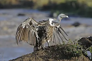 Rueppell's Vulture (Gyps rueppellii)