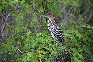 Rufescent tiger heron (Tigrisoma lineatum)
