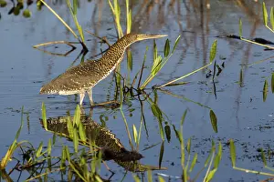 Rufescent Tiger Heron (Tigrisoma Lineatum) walking in water
