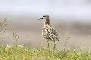 Ruff Bird (Philomachus pugnax) Ruff Wader Bird