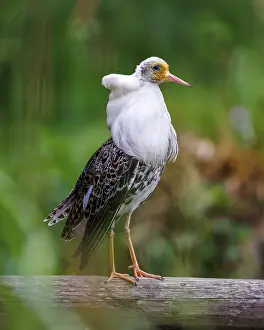 Ruff (Calidris pugnax), Germany, Europe