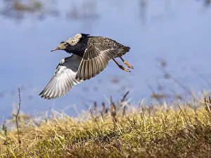 Ruff (Calidris pugnax) male in breeding plumage
