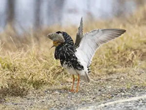 Ruff (Calidris pugnax) male in breeding plumage displaying at lek