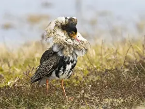 Ruff (Calidris pugnax) male in breeding plumage at lek