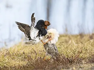 Ruff (Calidris pugnax) two males in breeding plumage at lek