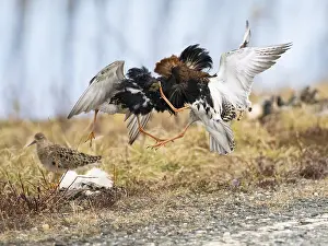 Ruff (Calidris pugnax) two males in breeding plumage at lek