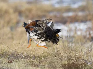 Ruff (Calidris pugnax) two males in breeding plumage at lek