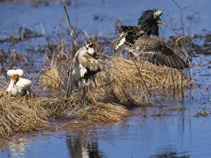 Ruff (Calidris pugnax) two males in breeding plumage at lek