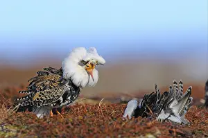 Ruff (Philomachus pugnax) adult males