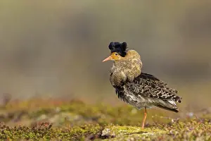 Ruff, (Philomachus pugnax), animals
