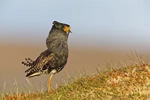 Ruff, (Philomachus pugnax), animals
