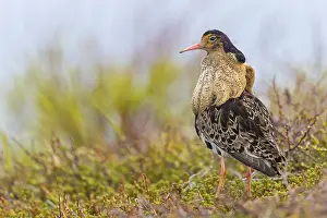 Ruff, (Philomachus pugnax), animals