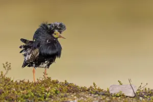 Ruff, (Philomachus pugnax), animals