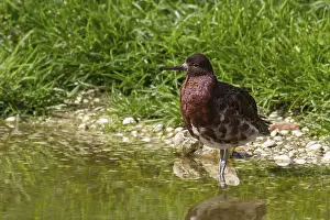 Ruff, Philomachus pugnax, in full breeding plumage