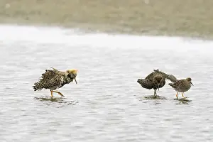Ruff (Philomachus pugnax), courtship behaviour