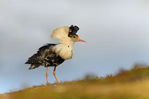 Ruff (Philomachus pugnax) on mating ground