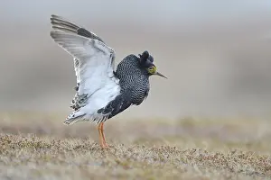 Ruff (Philomachus pugnax) in nuptial plumage
