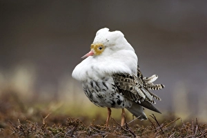 Ruff, ruff plumage, display plumage