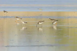 Ruff water bird (Philomachus pugnax) Ruff in water