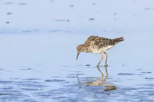 Ruff water bird (Philomachus pugnax) Ruff in water