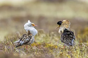 Two ruffs (Calidris pugnax)